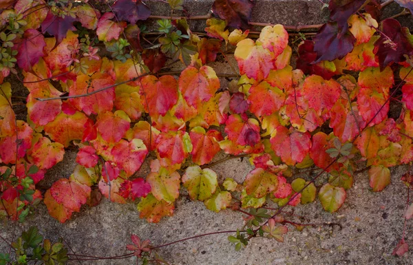 上升的植物与五颜六色的叶子在秋天在石头 w — 图库照片