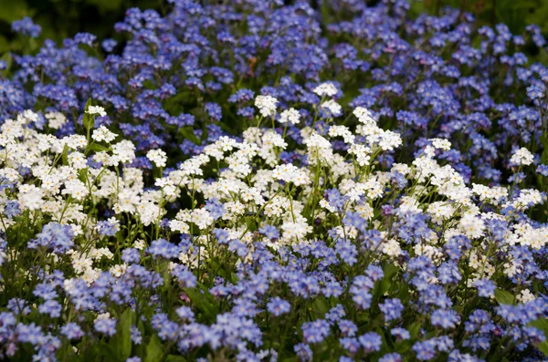 Champ des oubliettes bleues et blanches — Photo