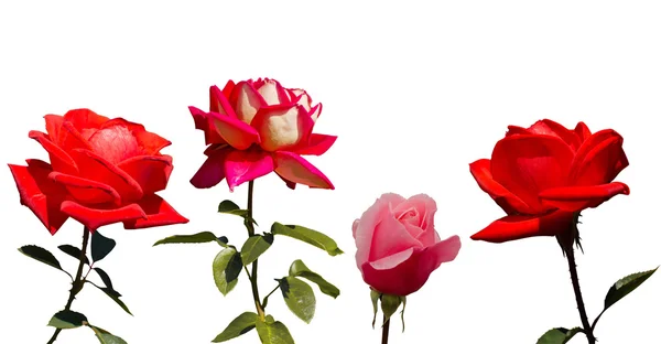 4 玫瑰，白色背景上孤立的集合 — 图库照片