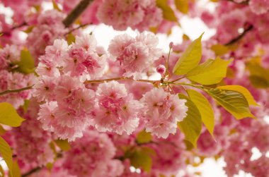 Kiraz çiçeği. Arka plan