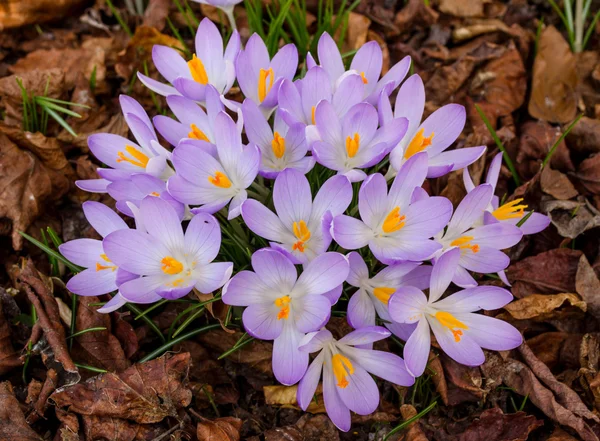 Crocuses with brown leafs around — Stock Photo, Image