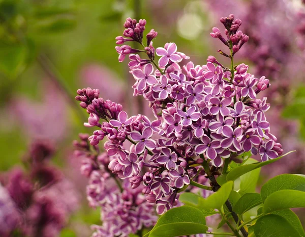 Lila. Flor de lila con adging whiate —  Fotos de Stock