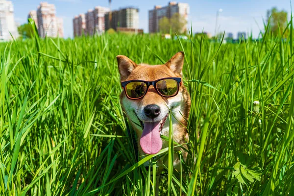 Szczęśliwy pies shiba inu w okularach przeciwsłonecznych. Rudowłosy japoński pies uśmiech portret. — Zdjęcie stockowe