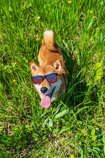 Widok z góry szczęśliwy pies shiba inu noszenie okularów przeciwsłonecznych. Rudowłosy japoński pies uśmiech portret. — Zdjęcie stockowe