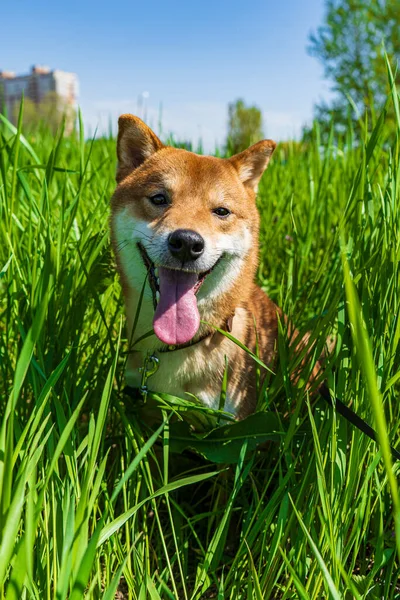Szczęśliwego psa shiba inu. Rudowłosy japoński pies uśmiech portret. — Zdjęcie stockowe