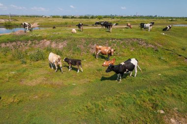 Otlakta otlayan ineklerin hava manzarası, insansız hava aracı pov, çim tarlasında bu inekler genellikle süt ürünleri üretimi için kullanılır..