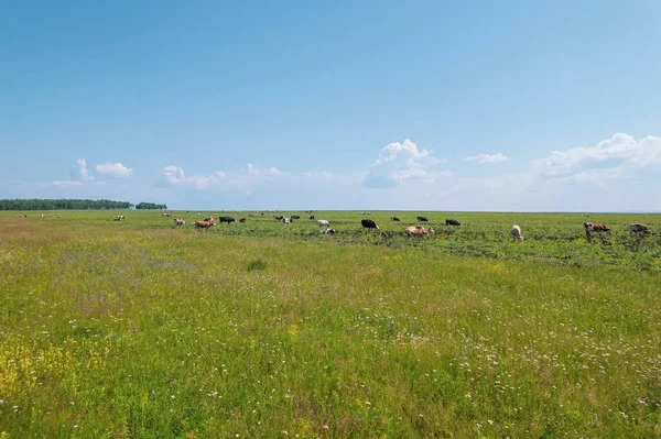 Αεροφωτογραφία του κοπαδιού αγελάδων βόσκηση σε λιβάδι βοσκής, κορυφή άποψη drone pov, στο γρασίδι τομέα αυτές οι αγελάδες χρησιμοποιούνται συνήθως για την παραγωγή γαλακτοκομικών προϊόντων. — Φωτογραφία Αρχείου