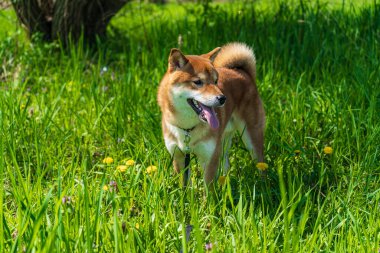 Mutlu shiba inu köpekleri. Kızıl saçlı Japon köpek gülümseme portresi.