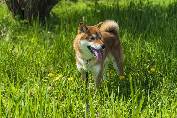 Boldog shiba inu kutyát. Vörös hajú japán kutya mosoly portré. — Stock Fotó