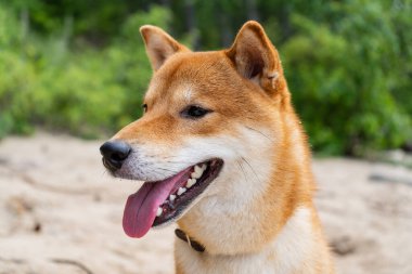 Mutlu kırmızı shiba inu köpekleri. Kızıl saçlı Japon köpek gülümseme portresi.