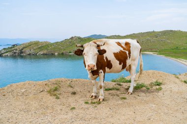 Boynuzlu şişman bir inek, mavi bir göl olan Baykal 'ın arka planında çimlerin üzerinde duruyor.