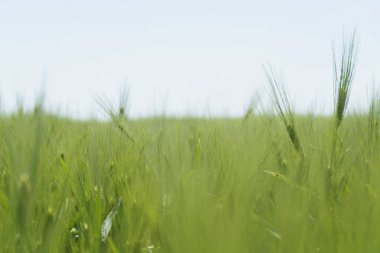Buğday tarlası, yakın çekim, seçici odaklanma. Rusya 'da tarım sahnesi. Mısır gevreği çiftliği.