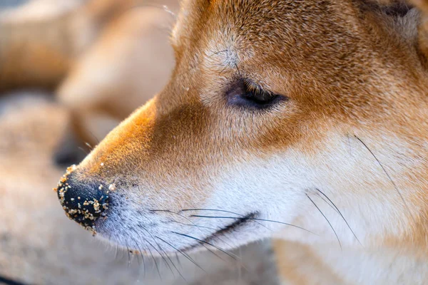 Feliz cão Shiba Inu vermelho. Vermelho de cabelos Japonês cão sorriso retrato. — Fotografia de Stock