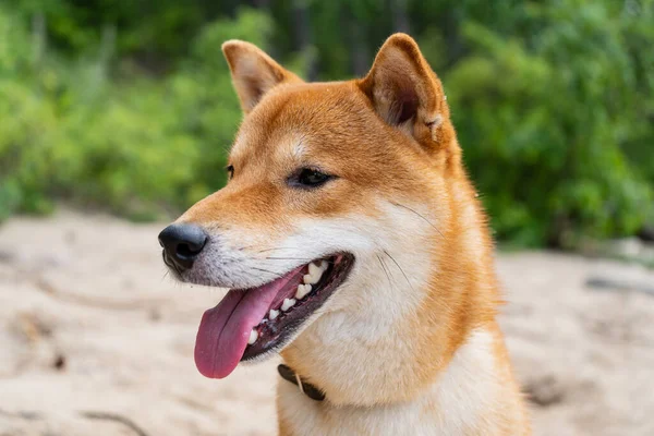 Szczęśliwego czerwonego psa shiba inu. Rudowłosy japoński pies uśmiech portret. — Zdjęcie stockowe
