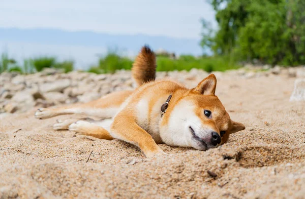 Szczęśliwego czerwonego psa shiba inu bawi się na piasku. Rudowłosy japoński pies uśmiech portret. — Zdjęcie stockowe