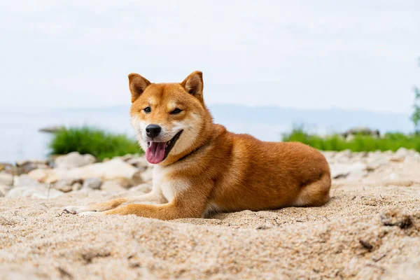 Szczęśliwego czerwonego psa shiba inu bawi się na piasku. Rudowłosy japoński pies uśmiech portret. — Zdjęcie stockowe