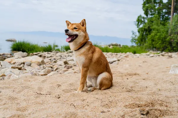 Szczęśliwy czerwony pies shiba inu siedzi na piasku. Rudowłosy japoński pies uśmiech portret. — Zdjęcie stockowe