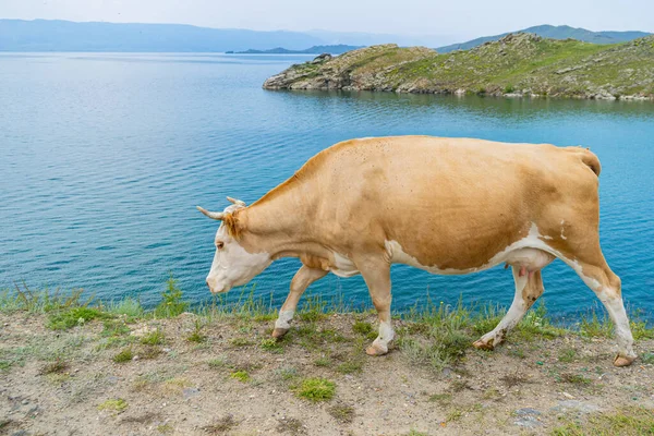 En fet vit ko med horn poserar stående i gräset mot bakgrunden av en blå sjö Baikal — Stockfoto