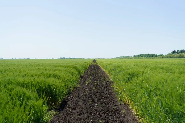 Campo de trigo, cerca, enfoque selectivo. Escena agrícola en Rusia. Plantación de cereales. — Foto de Stock