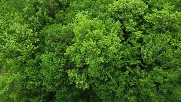 Vista de los ojos de los drones - bosque desde arriba, fondo del bosque verde de arriba abajo, Cáucaso, Rusia. — Vídeo de stock