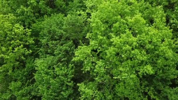 Drones Eye View - lesy shora, letecká shora dolů zeleným lesním pozadím, Kavkaz, Rusko. — Stock video