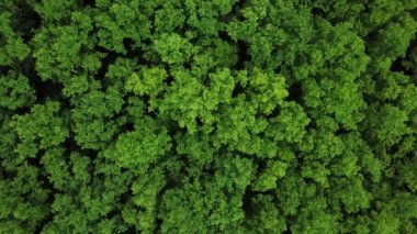 Dronlar 'ın Göz Manzarası - yukarıdan Forrest, yukarıdan aşağıya havadan aşağıya yeşil orman arka planı, Kafkaslar, Rusya.