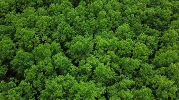 Vista de los ojos de los drones - bosque desde arriba, fondo del bosque verde de arriba abajo, Cáucaso, Rusia. — Vídeo de stock