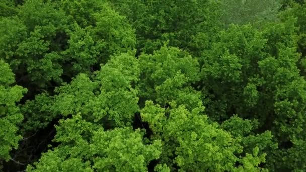 Drones Eye View - δάσος από ψηλά, υπέργεια κορυφή προς τα κάτω πράσινο φόντο δάσος, Καύκασος, Ρωσία. — Αρχείο Βίντεο