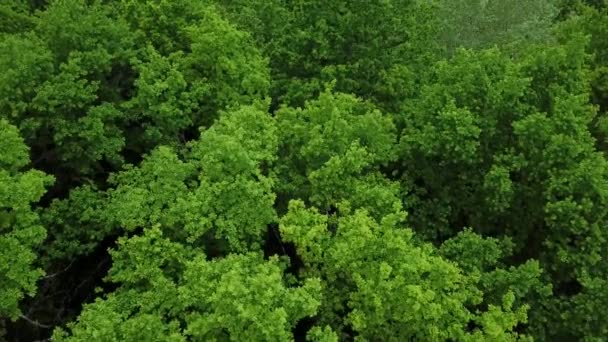 Drones Eye View - forrest shora, letecká shora dolů zelené lesní pozadí, Kavkaz, Rusko. — Stock video