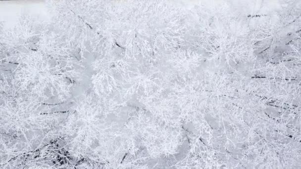 Winter natuur bos landschap. Bovenaanzicht vanuit de lucht van gemengde besneeuwde bomen. Winterachtergrond. — Stockvideo