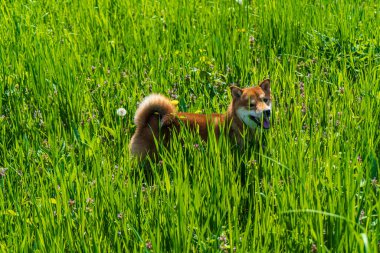 Mutlu shiba inu köpekleri. Kızıl saçlı Japon köpeği..