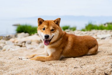 Mutlu kırmızı shiba inu köpek kumda yatıyor. Kızıl saçlı Japon köpeği..