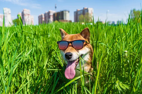 Feliz cão shiba inu usando óculos de sol. Vermelho de cabelos Japonês cão sorriso retrato. — Fotografia de Stock