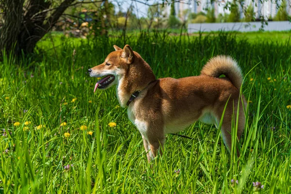 Szczęśliwego psa shiba inu. Rudowłosy japoński pies. — Zdjęcie stockowe