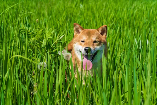 Szczęśliwego psa shiba inu. Rudowłosy japoński pies uśmiech portret. — Zdjęcie stockowe