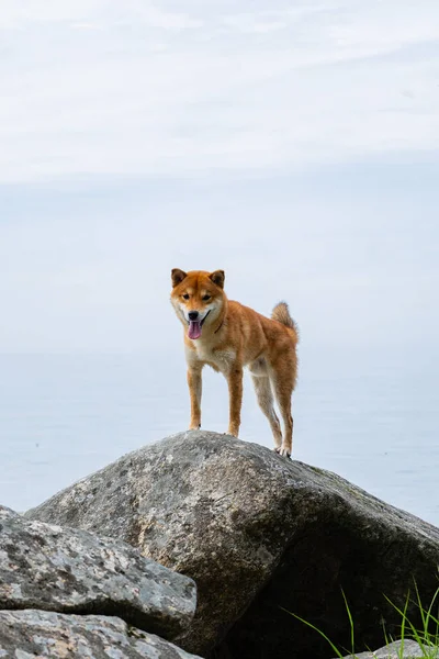 Szczęśliwy czerwony shiba inu pies stoi dumnie na kamieniu. Rudowłosy japoński pies uśmiech portret. — Zdjęcie stockowe