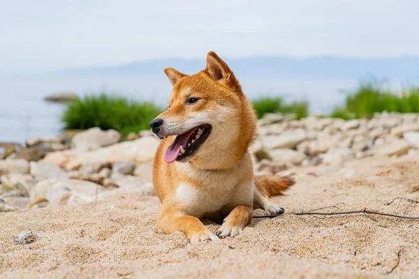 Szczęśliwego czerwonego psa shiba inu bawi się na piasku. Rudowłosy japoński pies uśmiech portret. — Zdjęcie stockowe