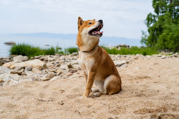 Szczęśliwy czerwony pies shiba inu siedzi na piasku. Rudowłosy japoński pies uśmiech portret. — Zdjęcie stockowe