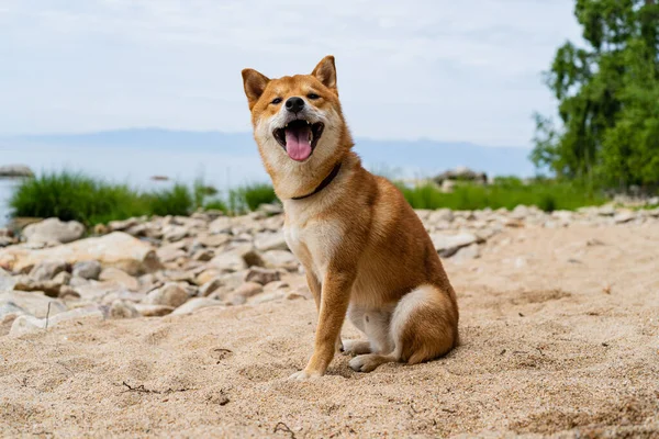 Szczęśliwy czerwony pies shiba inu siedzi na piasku. Rudowłosy japoński pies uśmiech portret. — Zdjęcie stockowe
