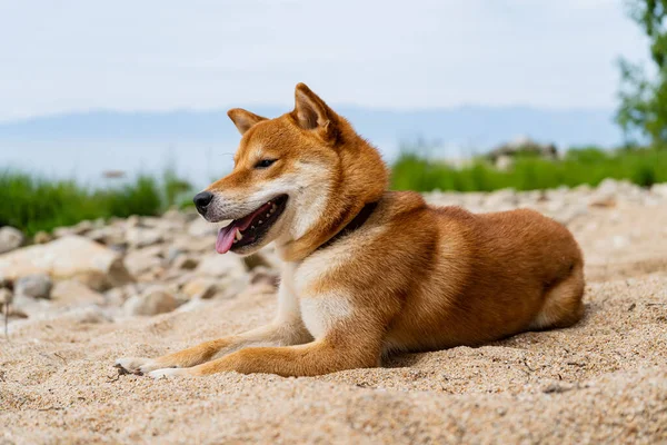 Szczęśliwy czerwony pies shiba inu leży na piasku. Rudowłosy japoński pies. — Zdjęcie stockowe