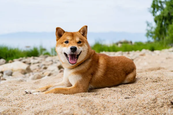Szczęśliwy czerwony pies shiba inu leży na piasku. Rudowłosy japoński pies. — Zdjęcie stockowe