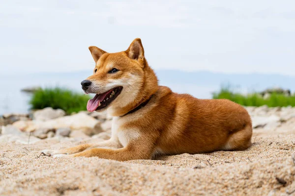 Szczęśliwy czerwony pies shiba inu leży na piasku. Rudowłosy japoński pies. — Zdjęcie stockowe