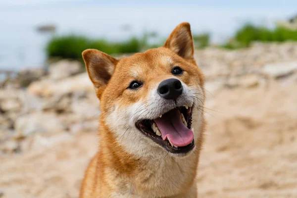 Feliz cão Shiba Inu vermelho. Vermelho de cabelos Japonês cão sorriso retrato. — Fotografia de Stock