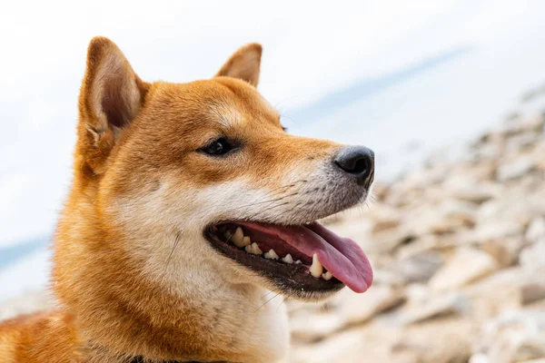Szczęśliwego czerwonego psa shiba inu. Rudowłosy japoński pies uśmiech portret. — Zdjęcie stockowe