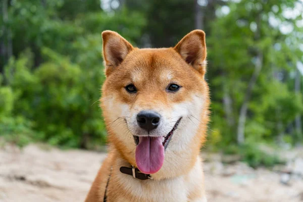 Szczęśliwego czerwonego psa shiba inu. Rudowłosy japoński pies uśmiech portret. — Zdjęcie stockowe