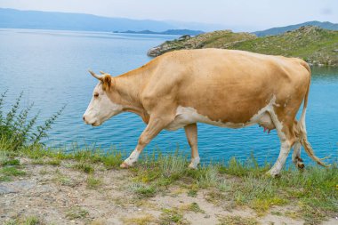Boynuzlu şişman beyaz bir inek mavi bir göl olan Baykal 'ın arka planında çimlerin üzerinde duruyor.