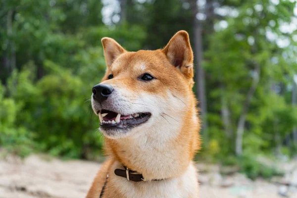 Szczęśliwego czerwonego psa shiba inu. Rudowłosy japoński pies uśmiech portret. — Zdjęcie stockowe