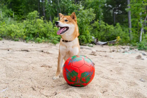 Szczęśliwego czerwonego psa shiba inu bawi się na piasku. Rudowłosy japoński pies uśmiech portret. — Zdjęcie stockowe