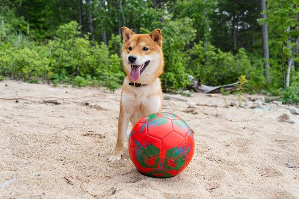 Szczęśliwego czerwonego psa shiba inu bawi się na piasku. Rudowłosy japoński pies uśmiech portret. — Zdjęcie stockowe