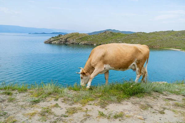 Tlustá bílá kráva s rohy pózuje v trávě na pozadí modrého jezera Bajkal — Stock fotografie